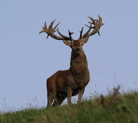 Hunting red stag in New Zealand