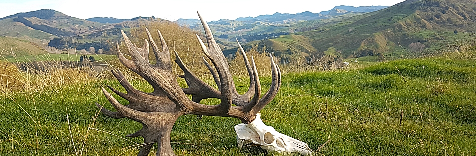 Red Stag Hunting in New Zealand with AmpleHunting