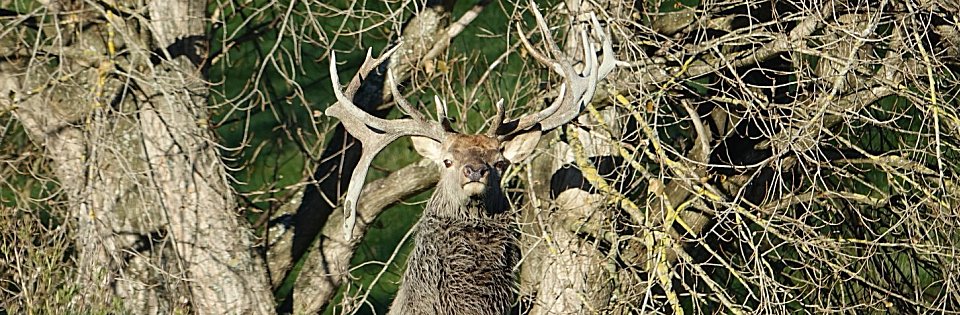 Red Stag Hunting in New Zealand with AmpleHunting