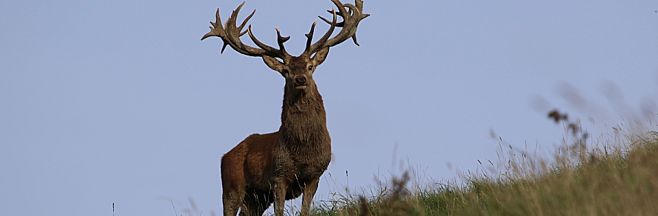 Red Stag Hunting in New Zealand with AmpleHunting