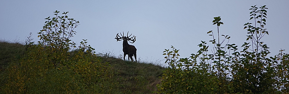 Red Stag Hunting in New Zealand with AmpleHunting