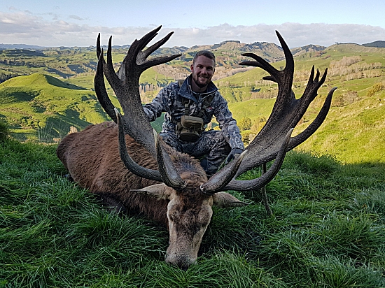 Our Prices don't go up in 20 inch increments this red stag scored 391 SCI" it was a gold medal